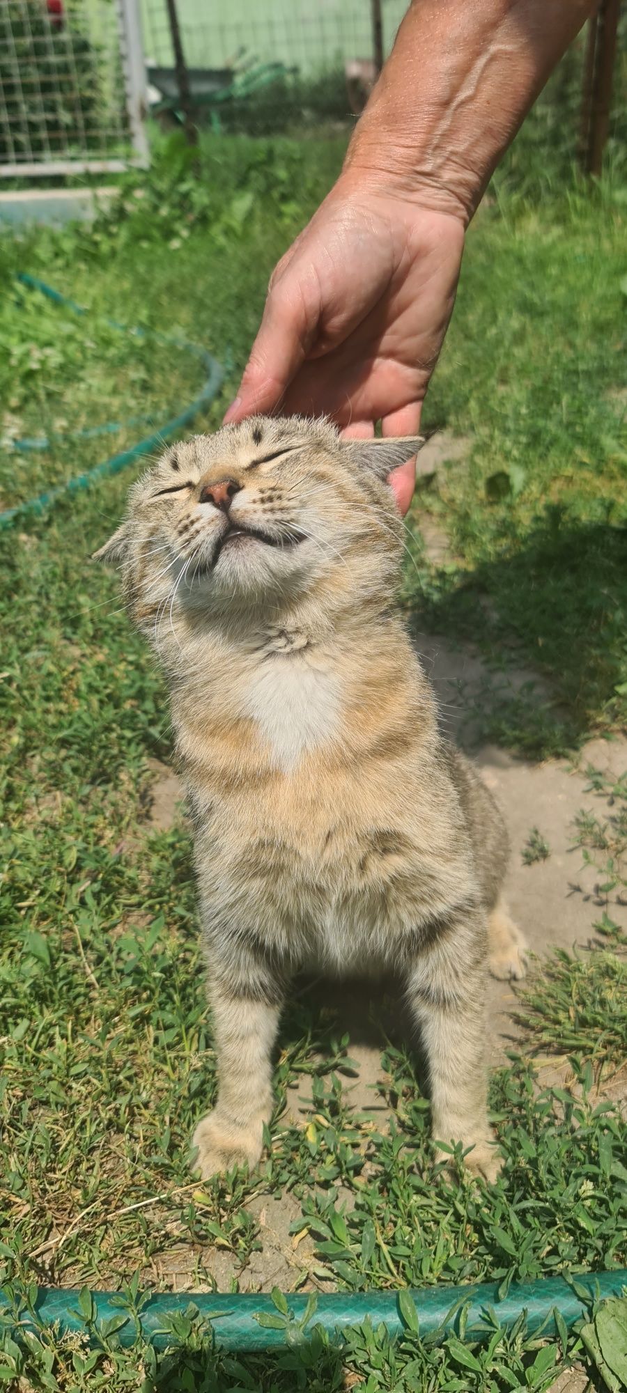 Кот в хорошие руки