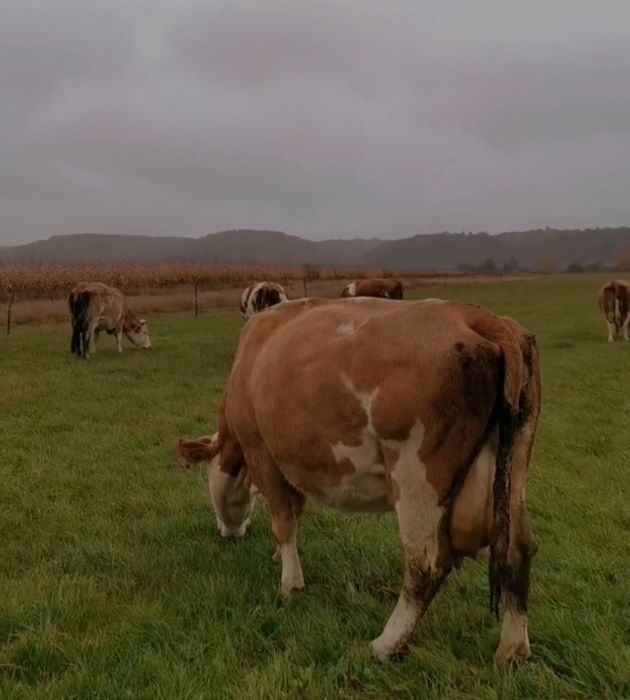 Vacă bălțată de vânzare