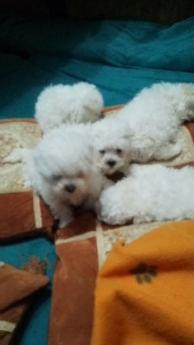 Bisoni drăguți și iubitori