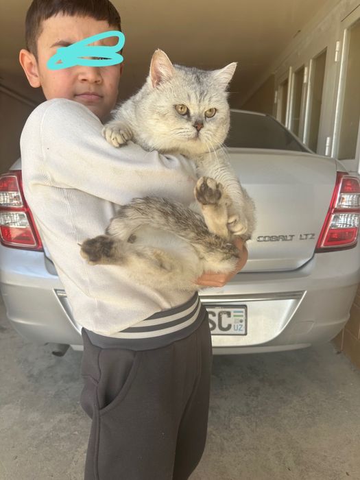 Britaskiy Seribristiy shinshilla