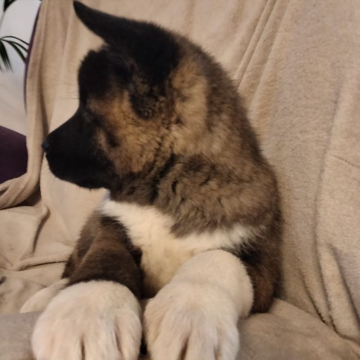 Akita American cu pedigree