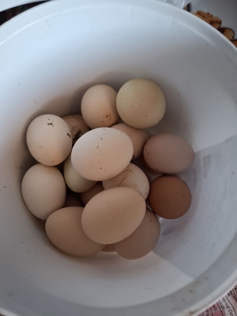 Oua de casă de la găini crescute în libertate