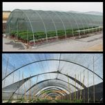 Plasa PROTECTIE CULTURI 35%=40%=50%UMBRIRE 6x50m=500 lei, Aditivata