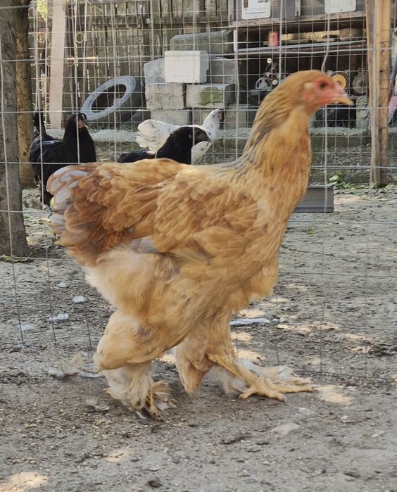 Familie brahma columbia-tineret
