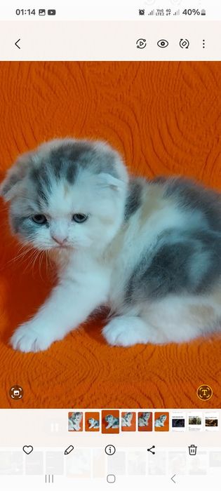 Продаётся  замечательная  девочка  ей месяца  только  бронь