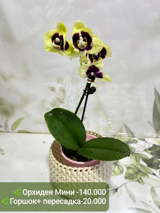 Орхидея мини, Антуриум, Спатифиллум вариегатный и др расте