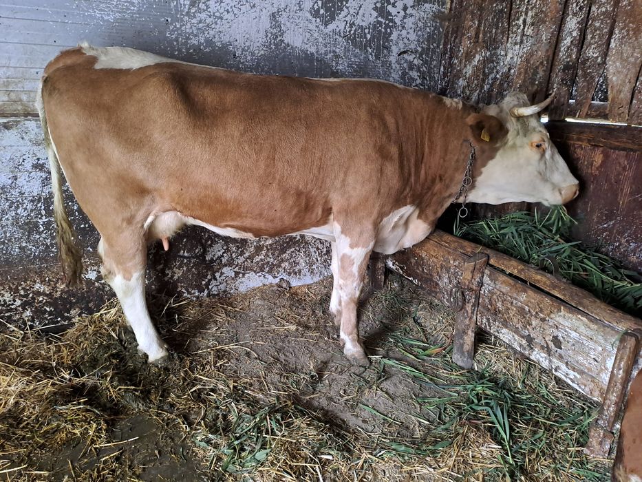 Vand juninca la a doua fatare cu tauras