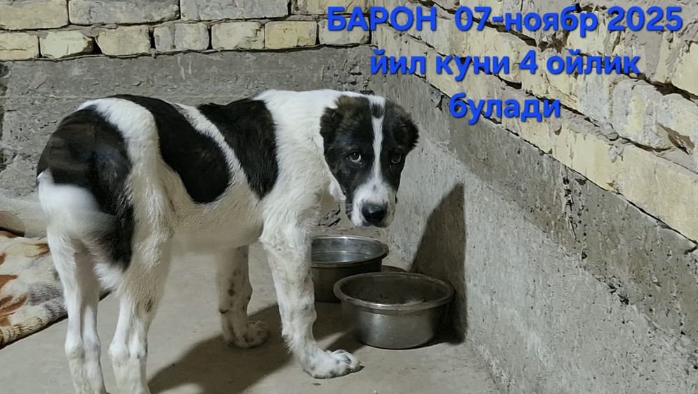 Чистакровный Алабай олти бармок хакикий.