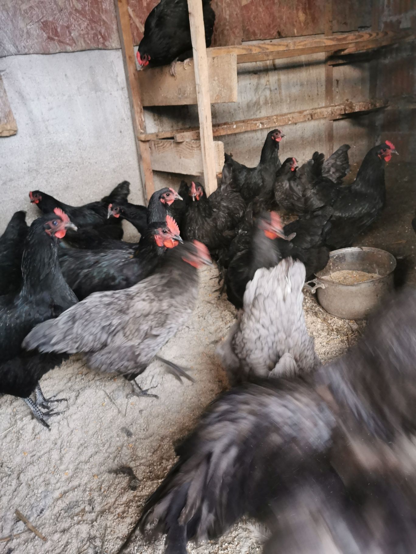 Ouă incubat Australorp negru și albastru