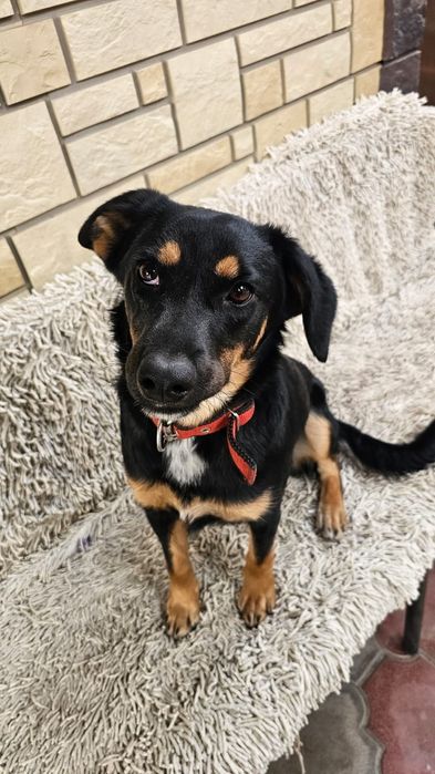 Отдам собаку в хорошие руки