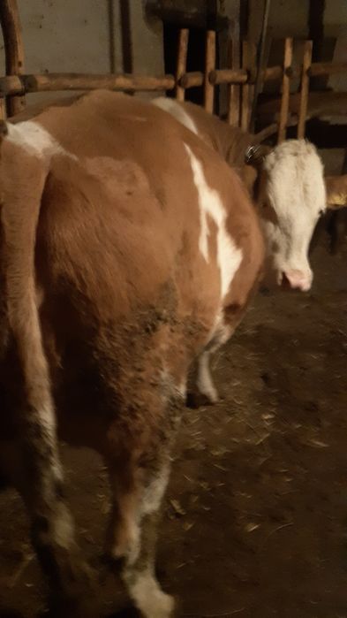 Vand vaca gestanta 8 luni