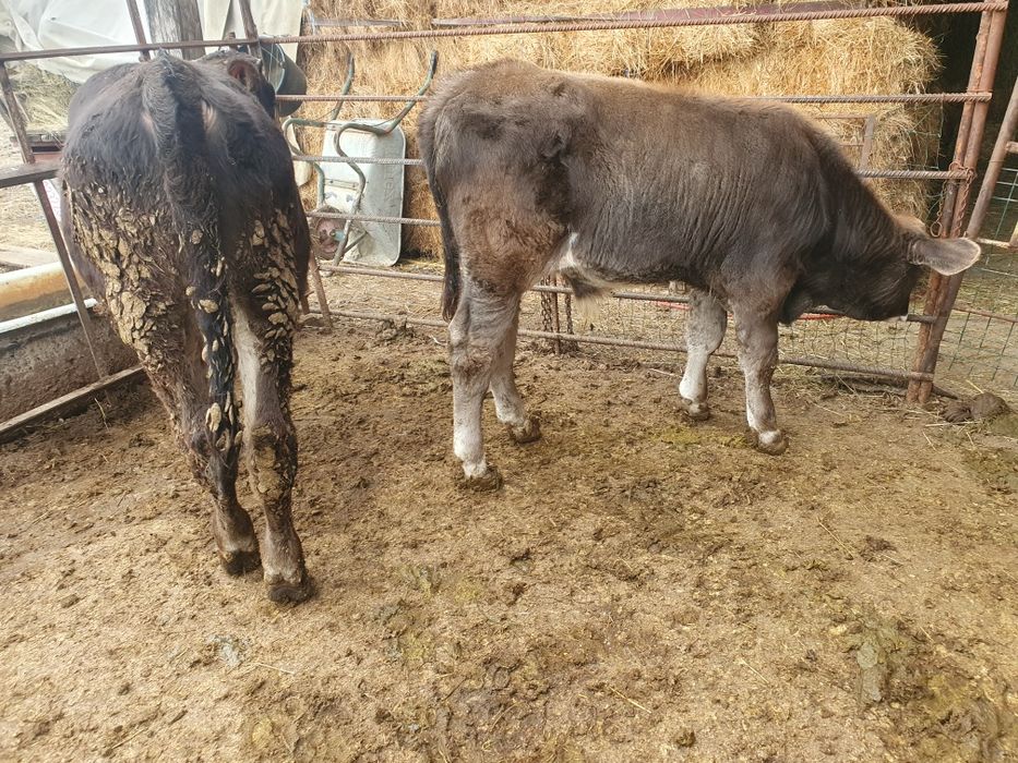 Vand 2 taurasi bruni