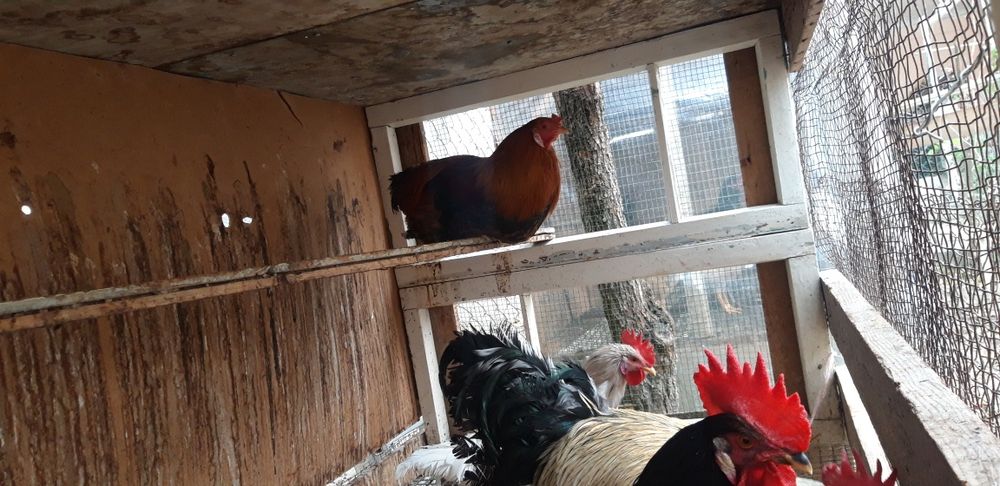 Хуроз сотаман. Продаю петухов