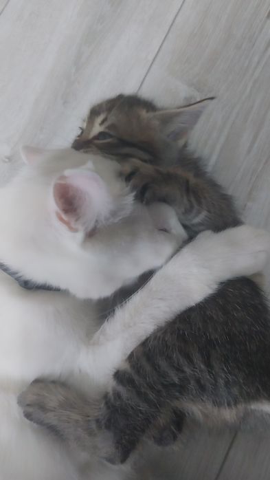 Котенок, девочка