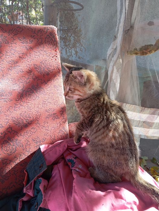 Котенок ищет дом