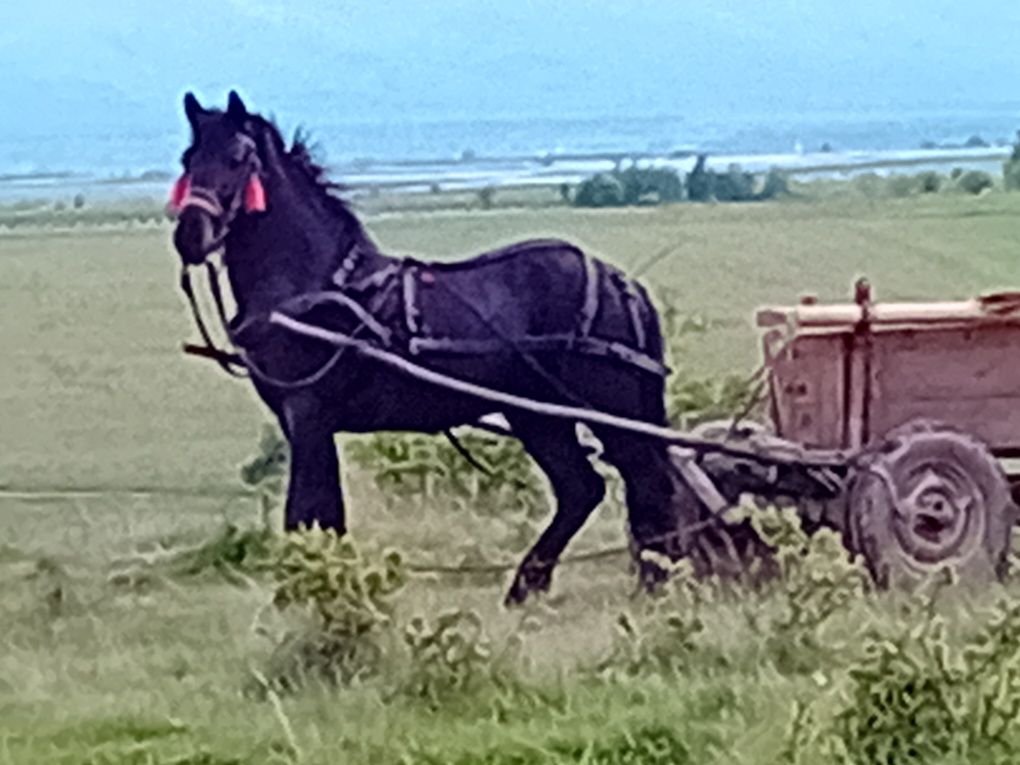 Mânz de vânzare Părău jud Brașov