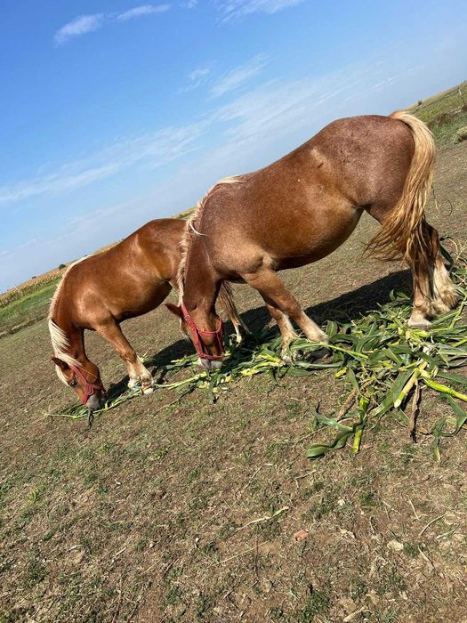 Vând sau schimb două mânze.