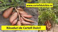 Răsad, butași, sămânța, semințe, lăstari, răsaduri de Cartofi Dulci !