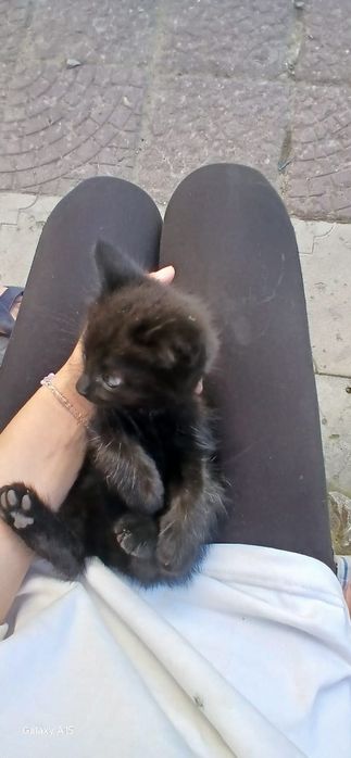 Отдам котят шустрых