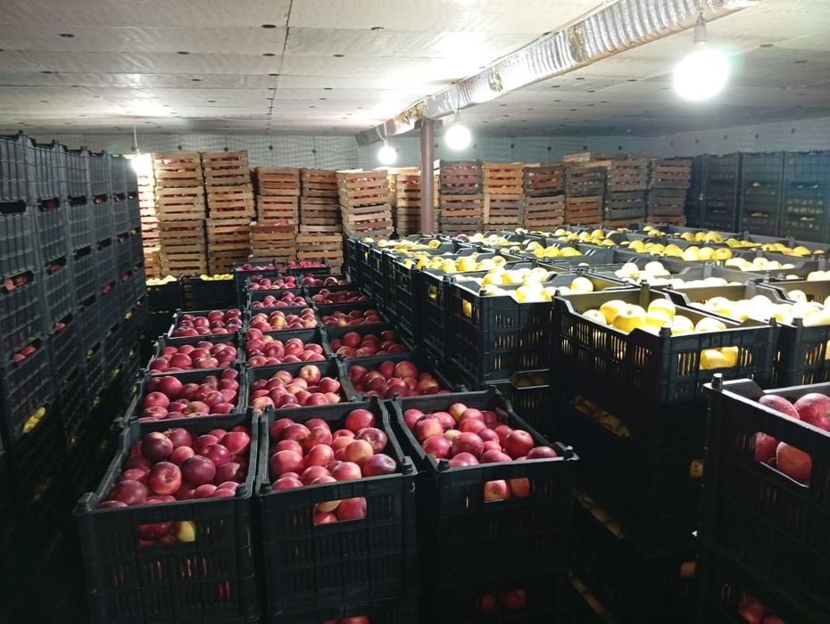 Яблоки высшего сорта!