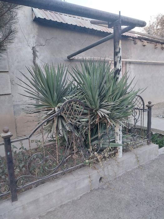 Юка дарахти сотиладиь.