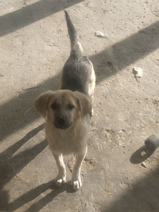 Щенята в добрые руки