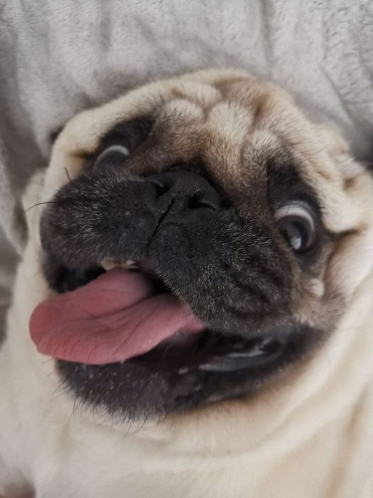 Mops 5.5 ani adopție