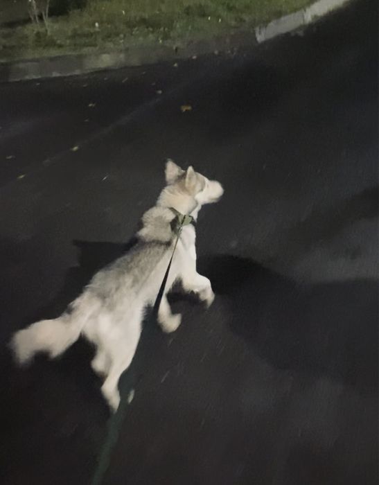 Хаски  сабака девочка умная