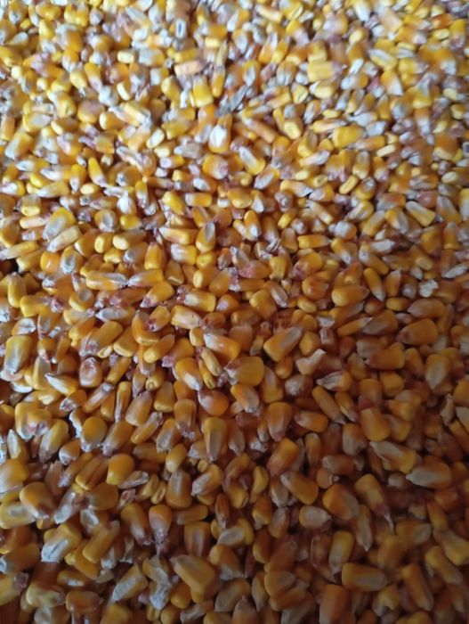 Vând porumb producție 2025