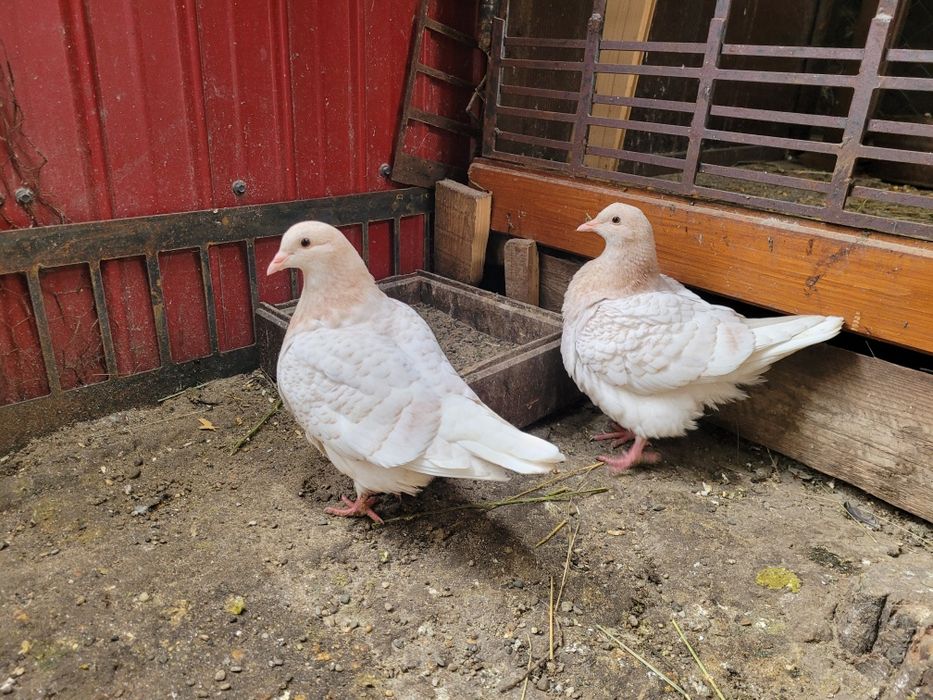 Vând porumbei texani