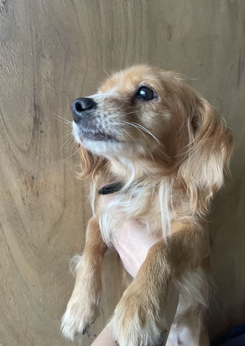 Подарявам 3 малки кученца