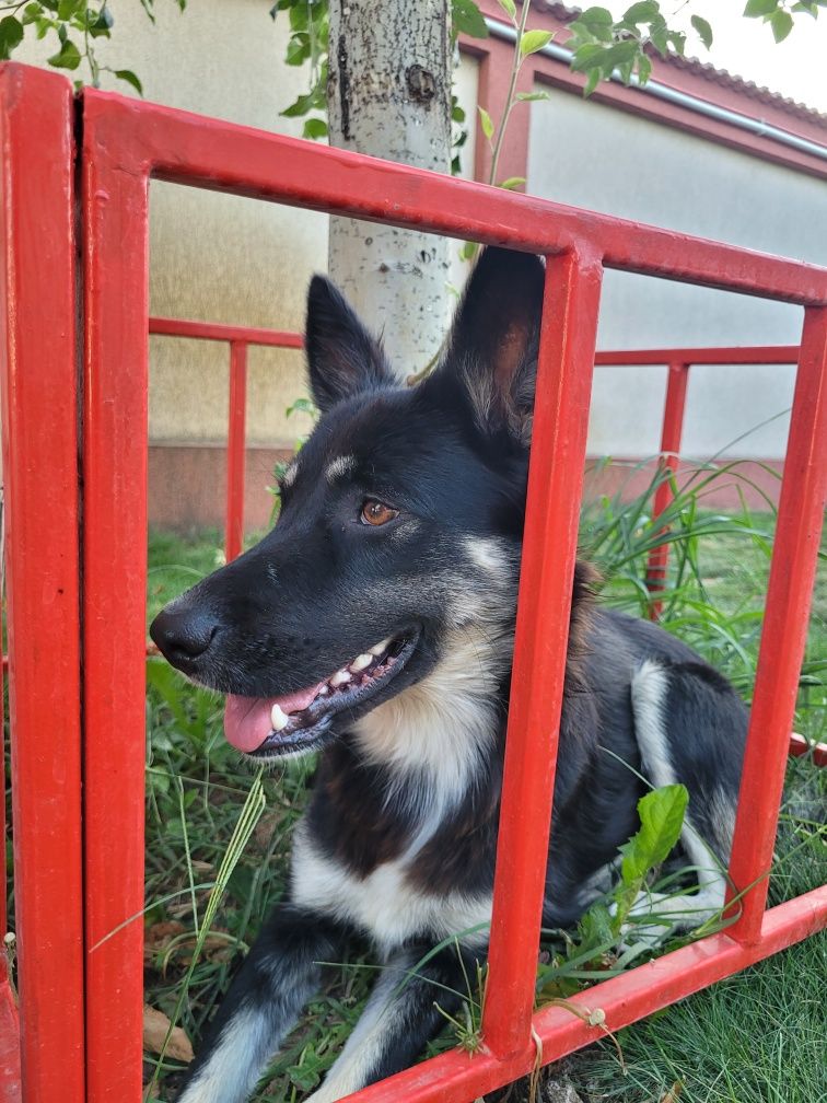 Pet Sitter/Cazare Câini