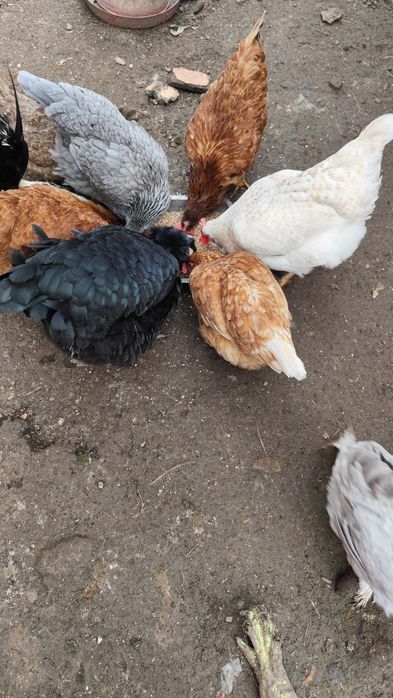 Продавам кокошки различни породи 18 броя, два петела и две пилета