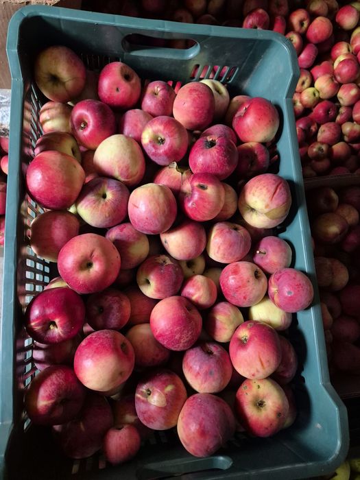 Mere Ionatan Dâmbovița