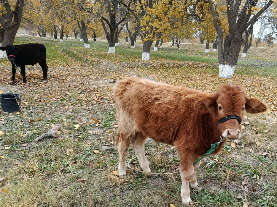 2 ta yosh sutga toʻygan sogʻlom buqachalar