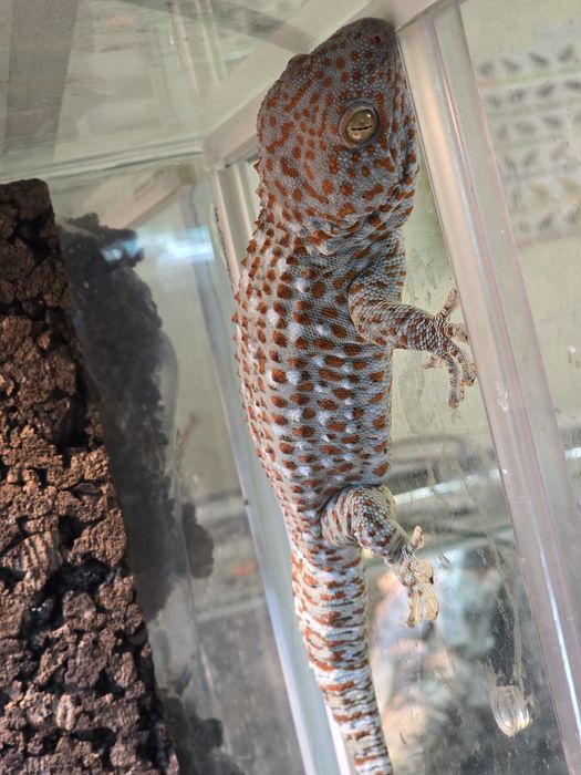 Tokay gecko/ Gekko gecko