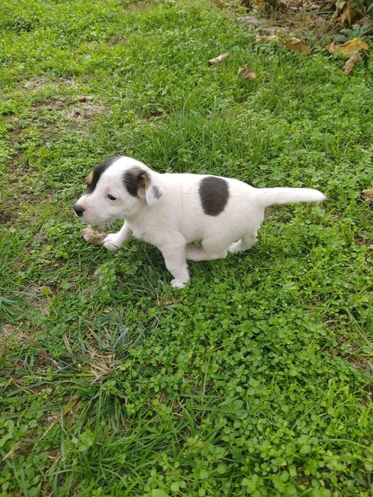 Продавам Джак Ръсел териер