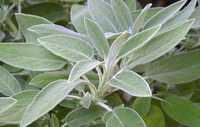 PRODUCATOR rasaduri, plante si seminte salvie medicinala (officinalis)