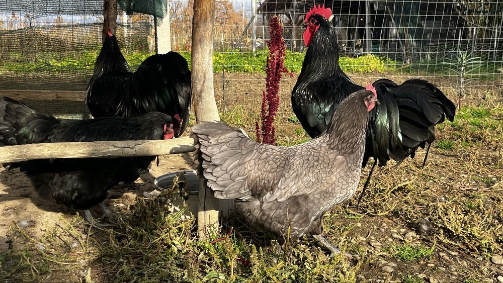 Australorp oua de incubat