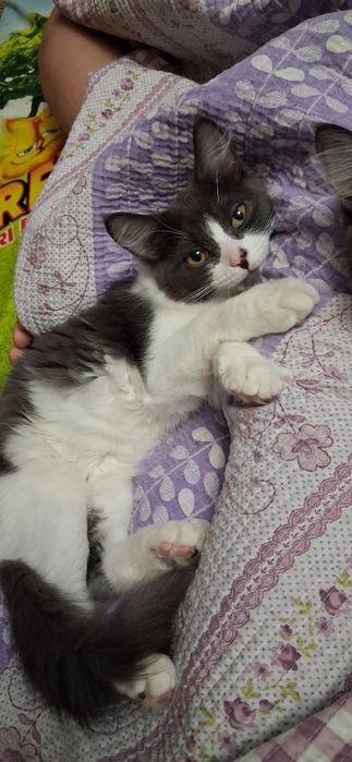 Отдам даром катенка