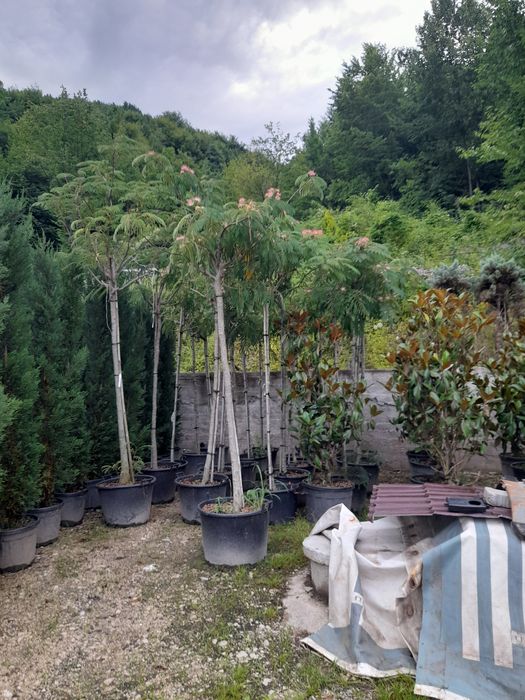 Măslin,palmieri,leilendi tuia.