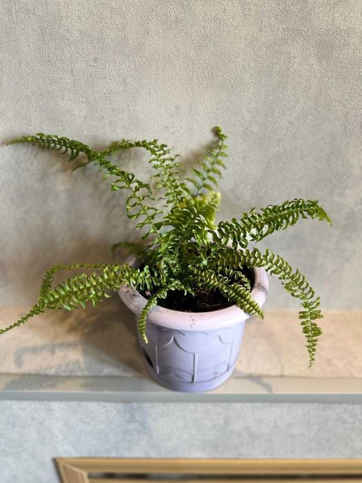 Продам  комнатные цветы