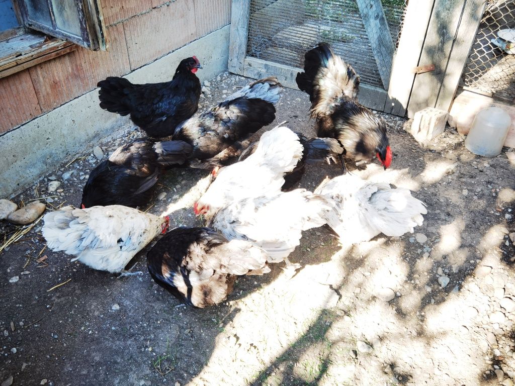 Vând două familii de găini ouătoare australop
