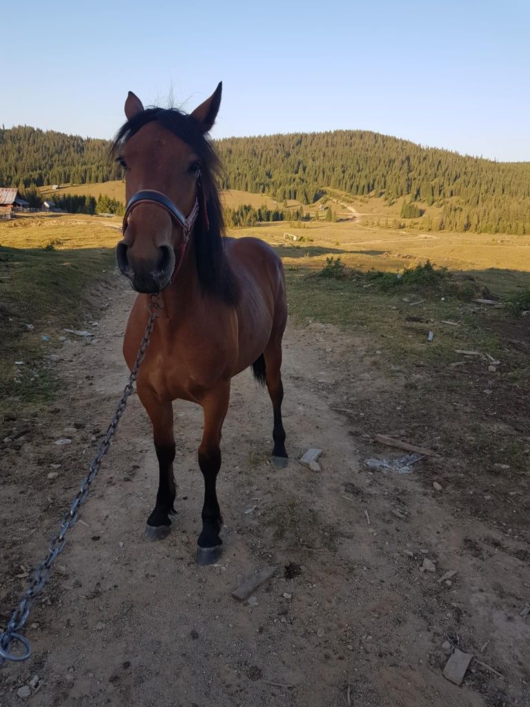 Vând mânza  de 11 luni mai multe detalii  la telefon