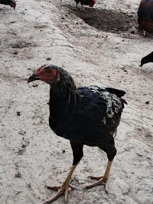 Damashniy Xoʻrozla sotiladi soni 10 ta zoti qora shaxzoda gigant dakan