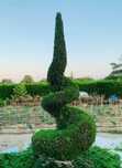 Plante ornamentale pentru grădina ta – Livrare rapidă și transport