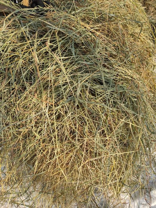 Продам свежее сено