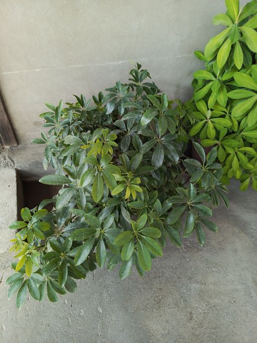 Shefflera va Euphorbia grantii