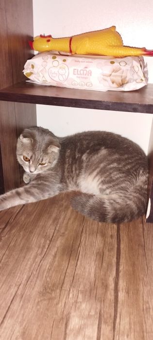 Продам кошку или котенок