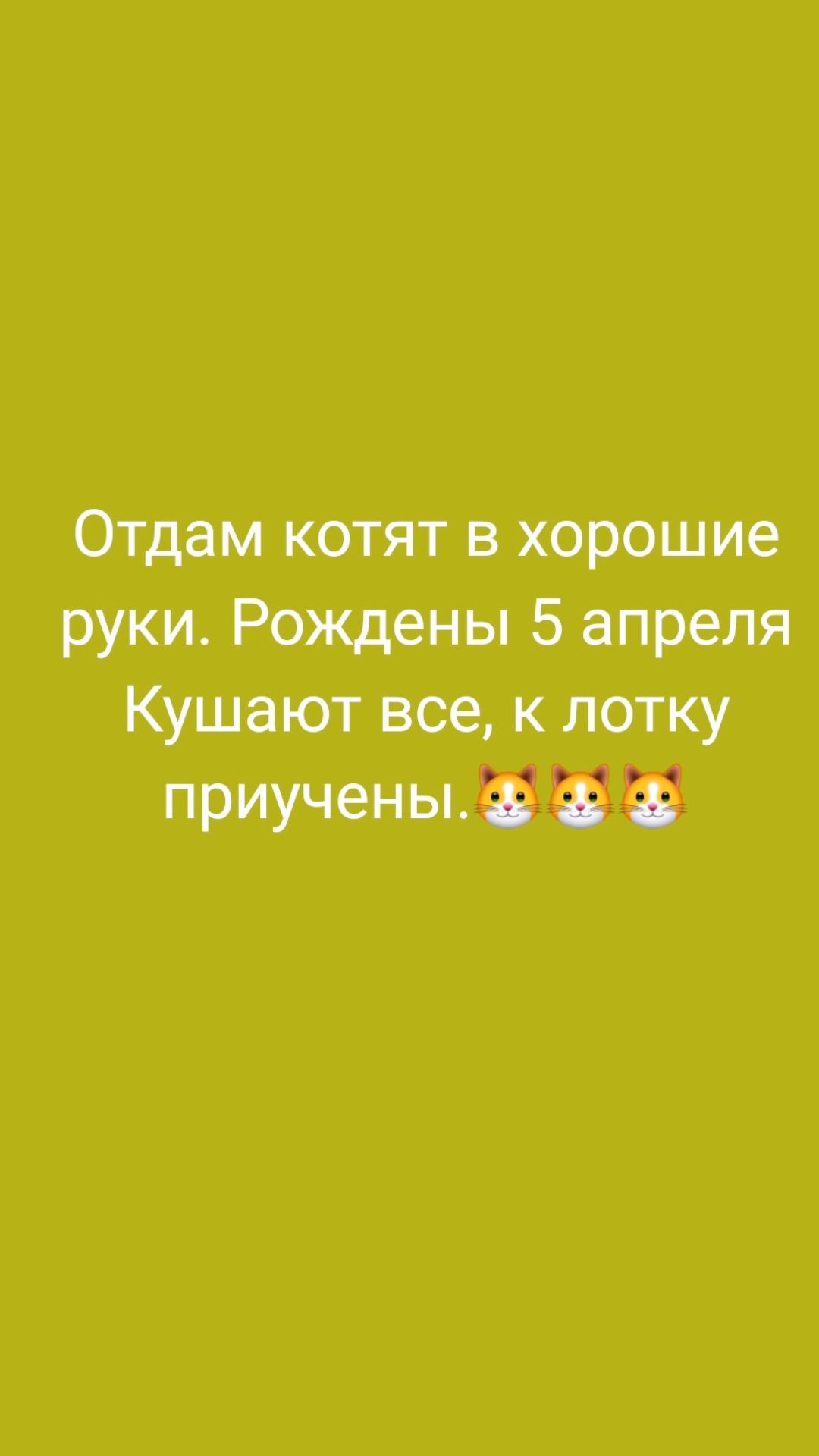 Отдам котят в хорошие руки